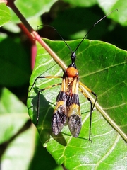 Zelus errans