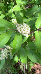 Sambucus racemosa
