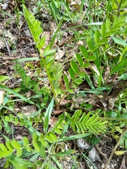 Astragalus canadensis