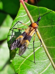 Zelus errans