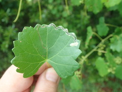 Phyllocnistis vitifoliella