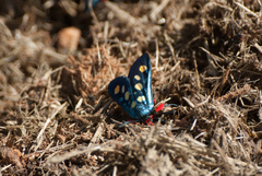 Arniocera auriguttata