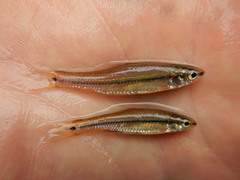 Notropis atrocaudalis