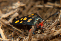 Arniocera auriguttata