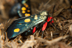 Arniocera auriguttata