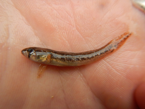 Etheostoma parvipinne