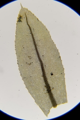 Mnium stellare