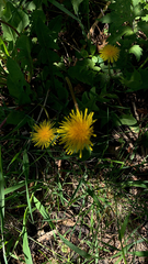 Taraxacum officinale