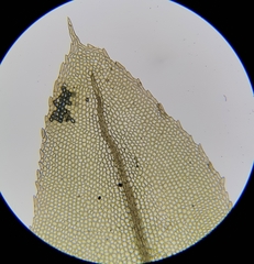 Mnium stellare