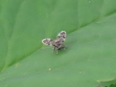 Clytocerus ocellaris