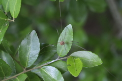 Leiobunum flavum