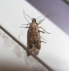 Chionodes pereyra