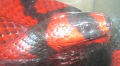 Lampropeltis abnorma