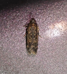 Chionodes pereyra
