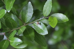 Leiobunum flavum
