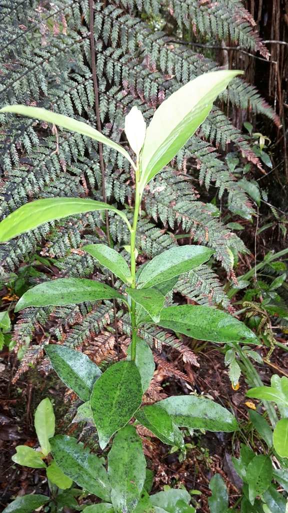 Alseuosmia turneri