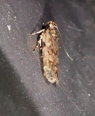Chionodes pereyra