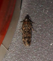 Chionodes pereyra