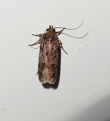 Chionodes pereyra
