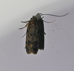 Chionodes pereyra