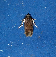 Chionodes pereyra