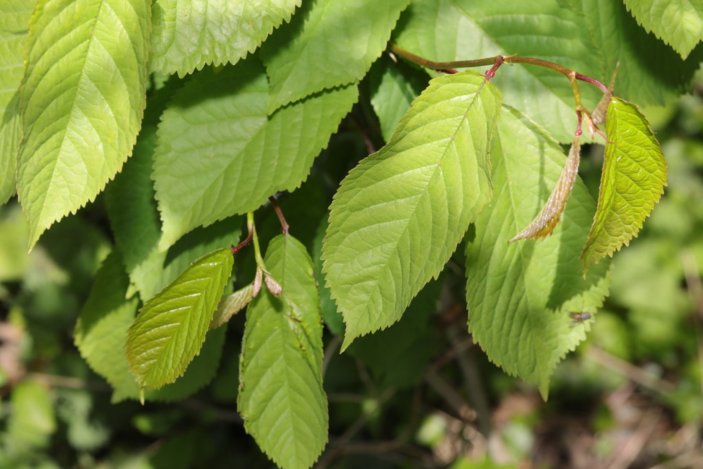 Prunus avium, Oglet Shore area, Dungeon Lane. Oglet, Liverpool, Merseyside, UK