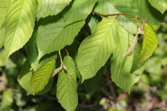 Prunus avium