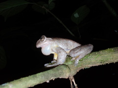 Plectrohyla chrysopleura