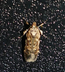Chionodes pereyra