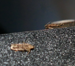 Chionodes pereyra