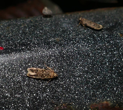 Chionodes pereyra