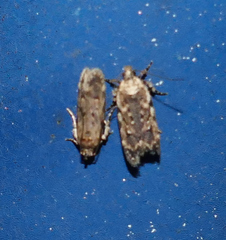 Chionodes pereyra
