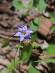 Sisyrinchium scabrum