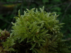 Brachythecium frigidum