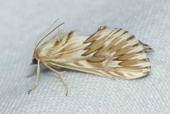 Cynaeda dentalis