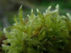 Brachythecium frigidum