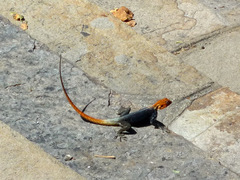 Agama planiceps