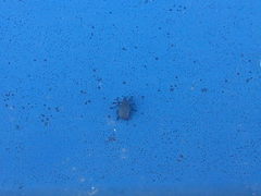 Ceutorhynchus obstrictus