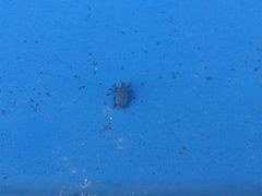 Ceutorhynchus obstrictus