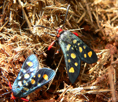 Arniocera auriguttata