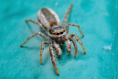 Pseudicius encarpatus