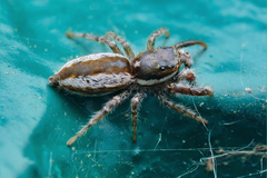 Pseudicius encarpatus