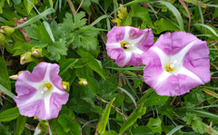Calystegia sepium roseata