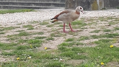 Alopochen aegyptiaca