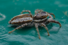 Pseudicius encarpatus