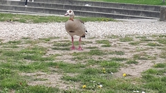 Alopochen aegyptiaca