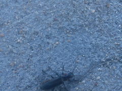 Cantharis nigricans