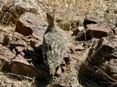 Pterocles bicinctus bicinctus