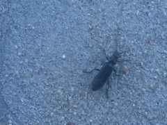 Cantharis nigricans