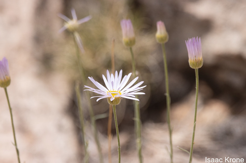 Image of Erigeron utahensis by (c) Isaac Krone, some rights reserved (CC BY)